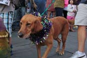Mystic-Krewe-of-Barkus-2013-1178