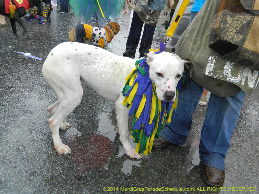 2014-Krewe-of-Barkus-11037