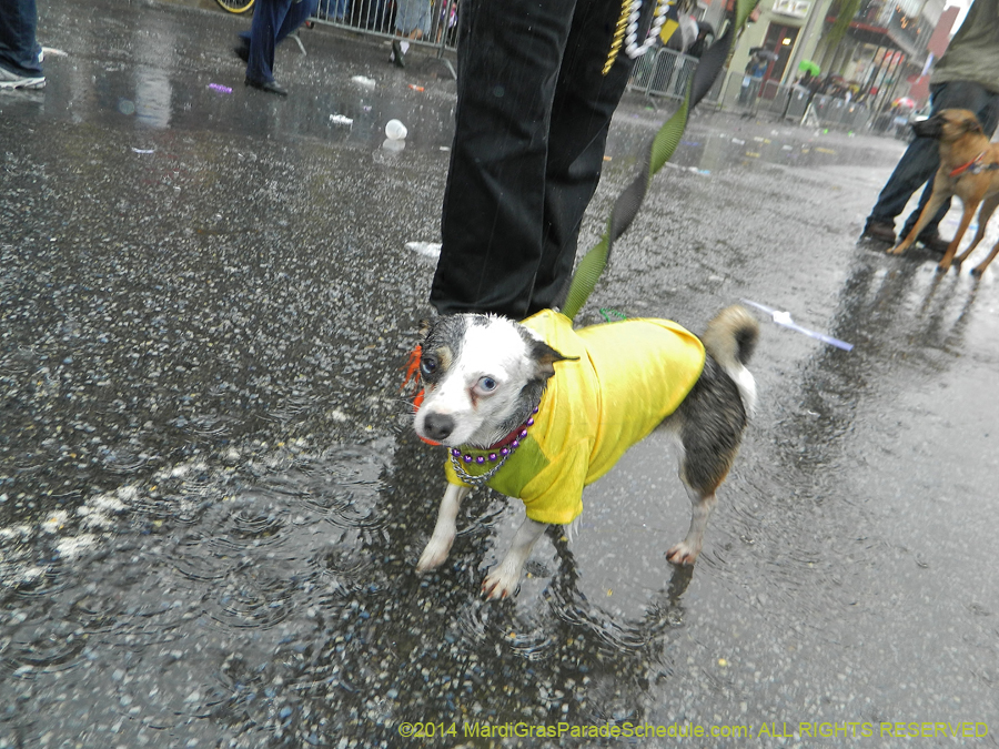 2014-Krewe-of-Barkus-11041