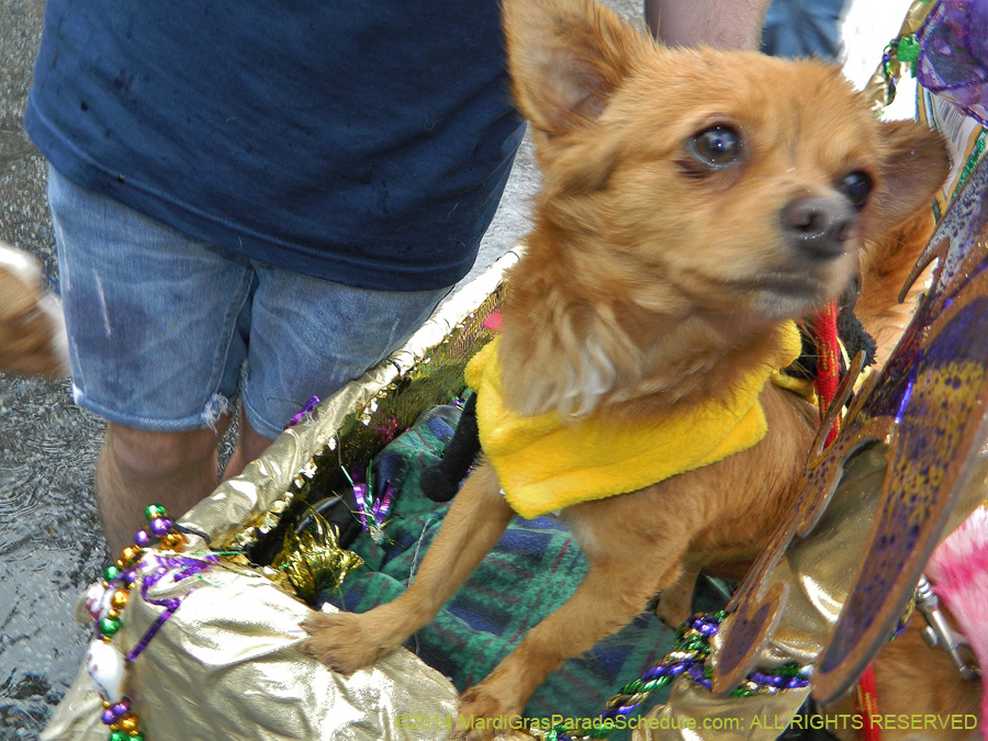 2014-Krewe-of-Barkus-11043