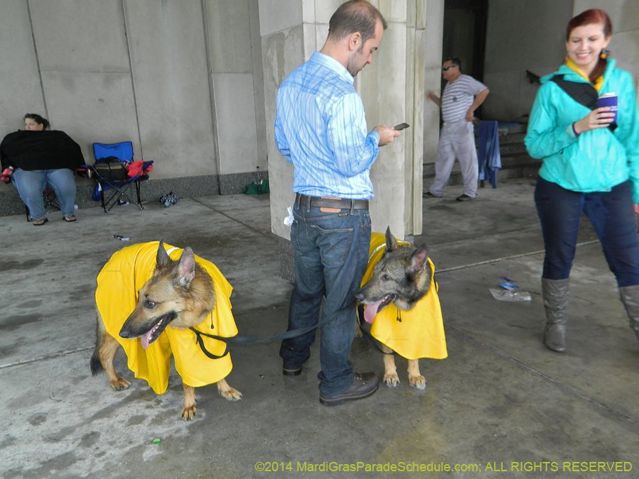 2014-Krewe-of-Barkus-11048