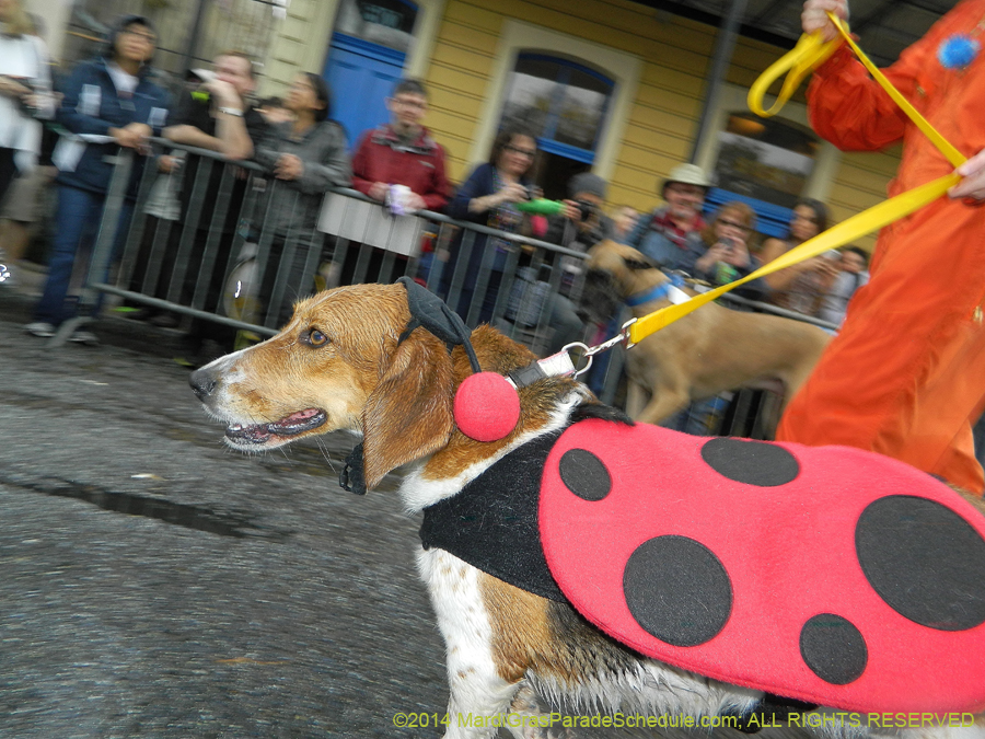 2014-Krewe-of-Barkus-11151