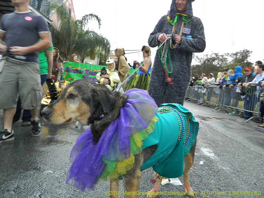 2014-Krewe-of-Barkus-11154