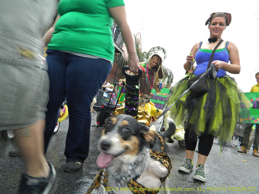 2014-Krewe-of-Barkus-11155