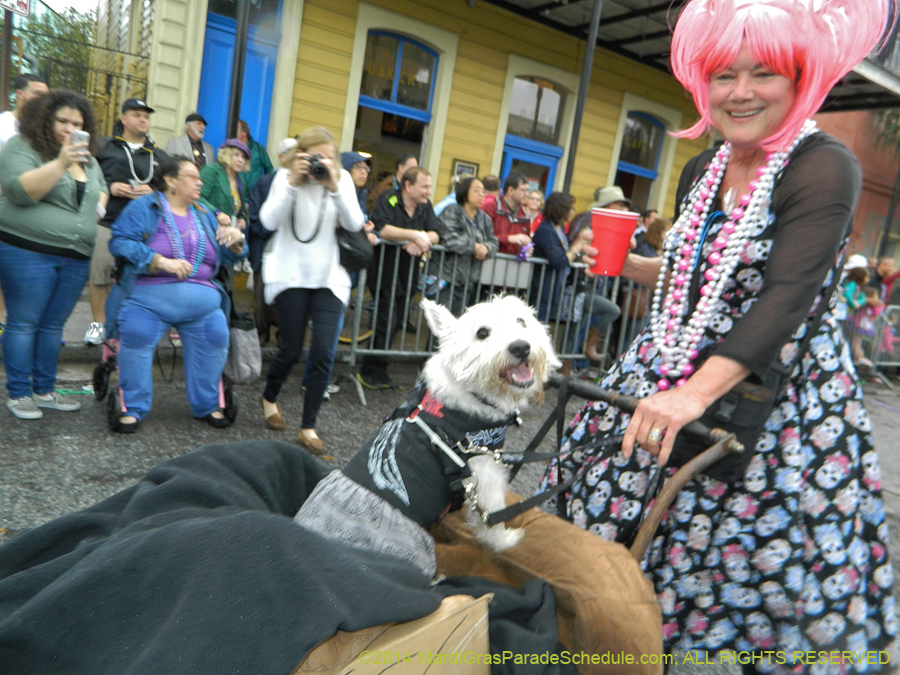 2014-Krewe-of-Barkus-11158