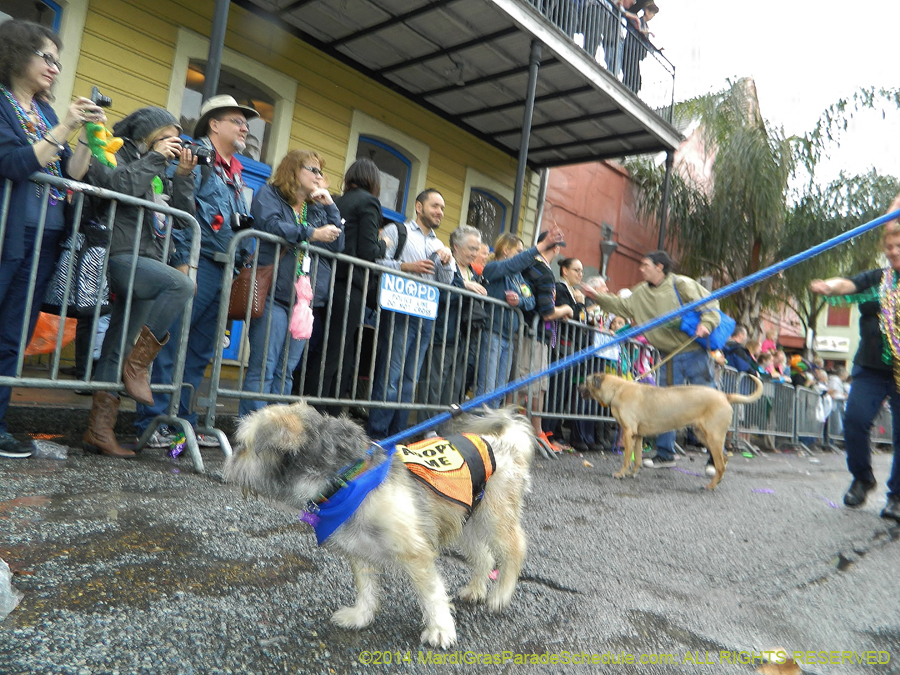 2014-Krewe-of-Barkus-11161