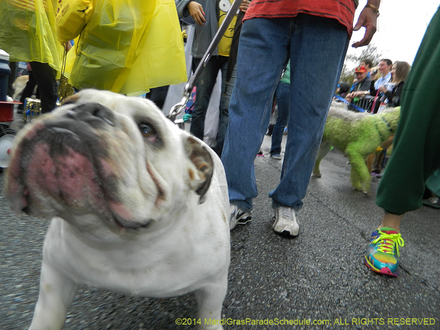 2014-Krewe-of-Barkus-11163