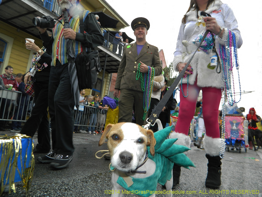 2014-Krewe-of-Barkus-11165
