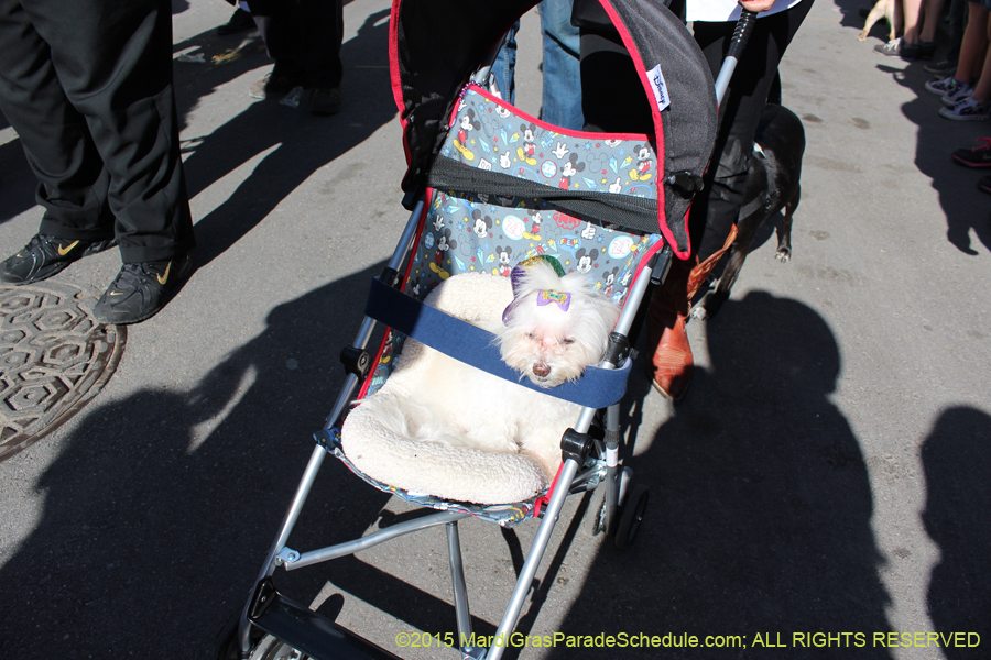 Mystic-Krewe-of-Barkus-2015-12939
