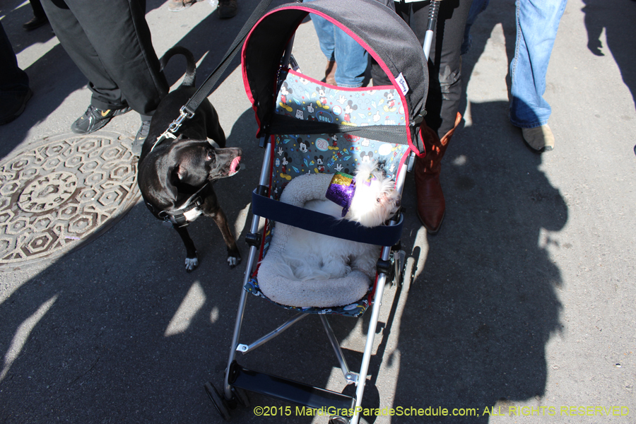 Mystic-Krewe-of-Barkus-2015-12941