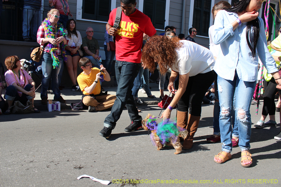 Mystic-Krewe-of-Barkus-2015-12956