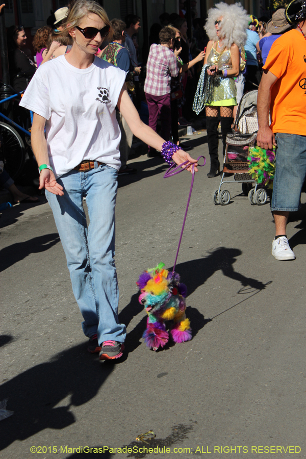 Mystic-Krewe-of-Barkus-2015-12963