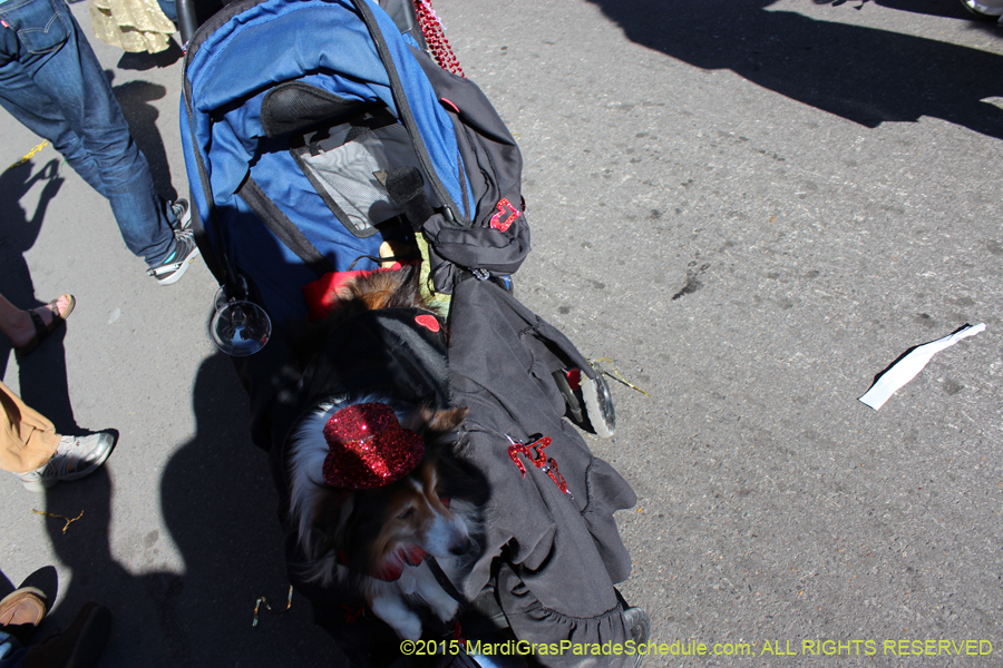 Mystic-Krewe-of-Barkus-2015-13009