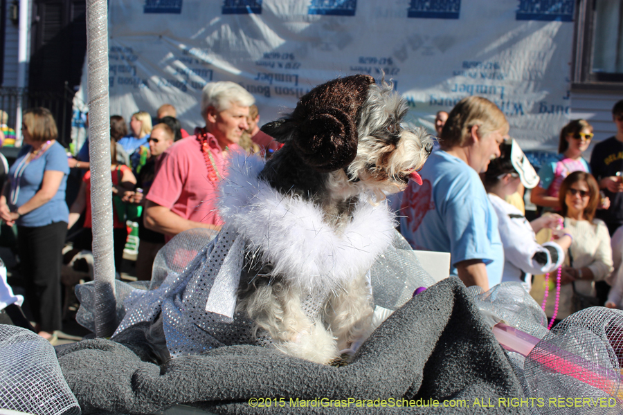 Mystic-Krewe-of-Barkus-2015-13013