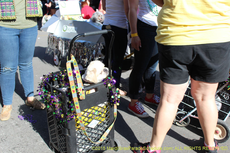 Mystic-Krewe-of-Barkus-2015-13022
