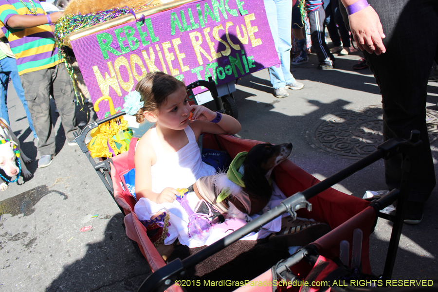 Mystic-Krewe-of-Barkus-2015-13029