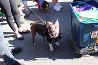 Mystic-Krewe-of-Barkus-2015-13001