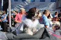 Mystic-Krewe-of-Barkus-2015-13013