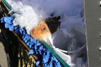 Mystic-Krewe-of-Barkus-2015-13059