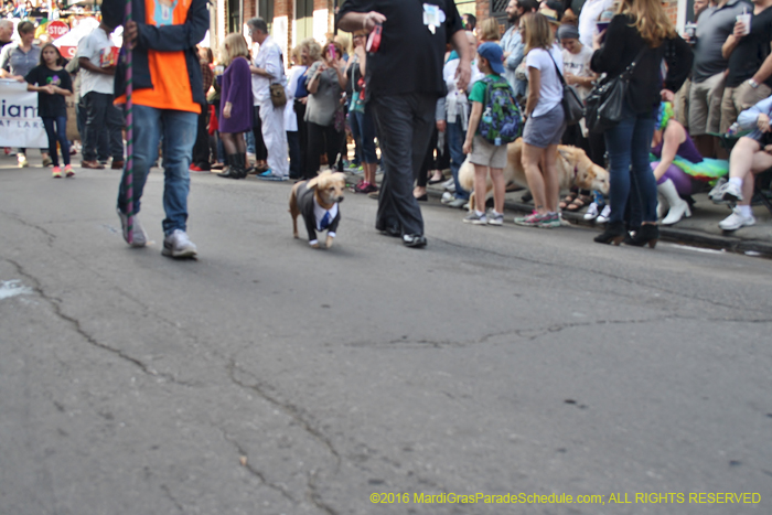 2016-Mystic-Krewe-of-Barkus-004505