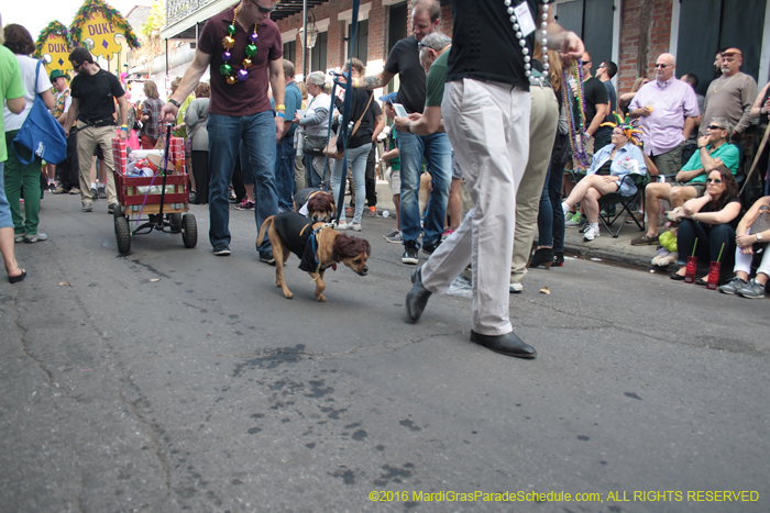 2016-Mystic-Krewe-of-Barkus-004563