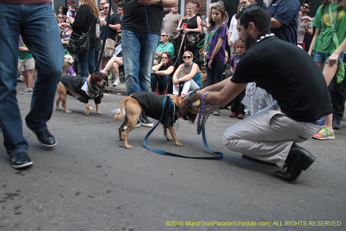 2016-Mystic-Krewe-of-Barkus-004567