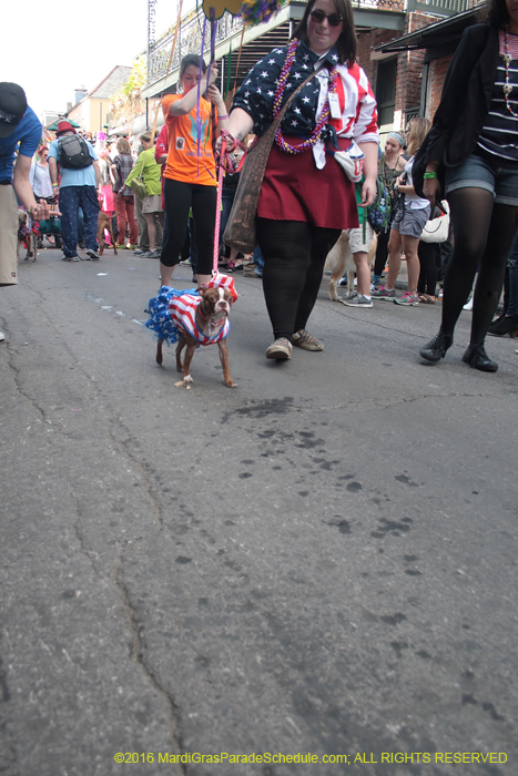 2016-Mystic-Krewe-of-Barkus-004581