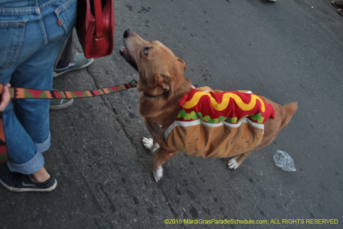 2016-Mystic-Krewe-of-Barkus-004603