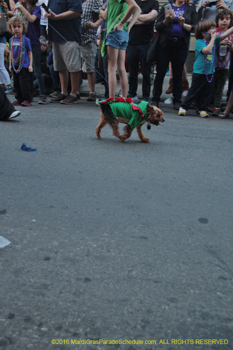 2016-Mystic-Krewe-of-Barkus-004636