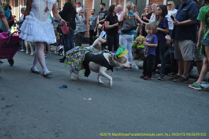 2016-Mystic-Krewe-of-Barkus-004638