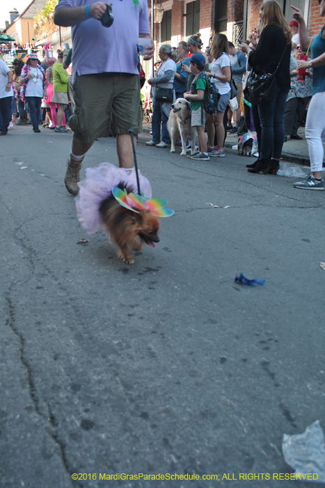2016-Mystic-Krewe-of-Barkus-004640