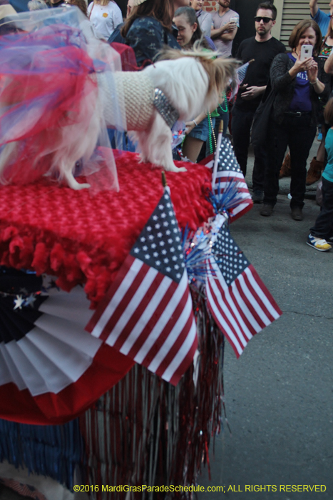 2016-Mystic-Krewe-of-Barkus-004647
