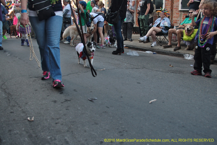 2016-Mystic-Krewe-of-Barkus-004655