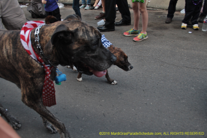 2016-Mystic-Krewe-of-Barkus-004668