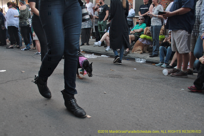 2016-Mystic-Krewe-of-Barkus-004697