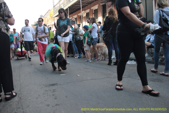 2016-Mystic-Krewe-of-Barkus-004699