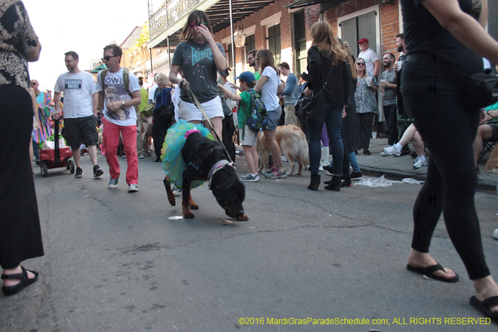 2016-Mystic-Krewe-of-Barkus-004700