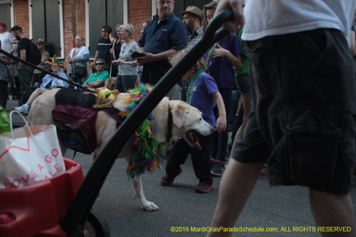 2016-Mystic-Krewe-of-Barkus-004701