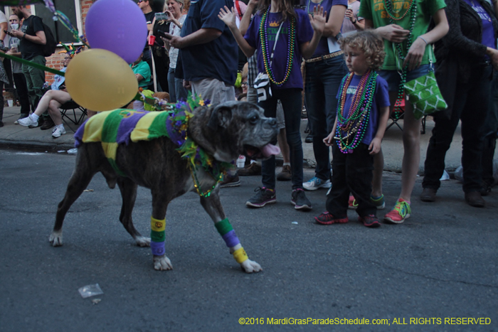 2016-Mystic-Krewe-of-Barkus-004718