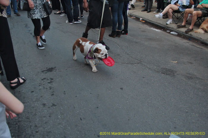 2016-Mystic-Krewe-of-Barkus-004727