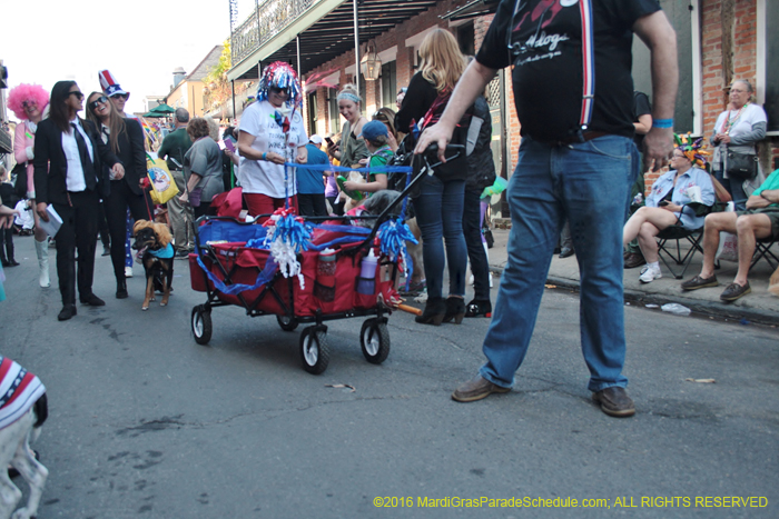 2016-Mystic-Krewe-of-Barkus-004733