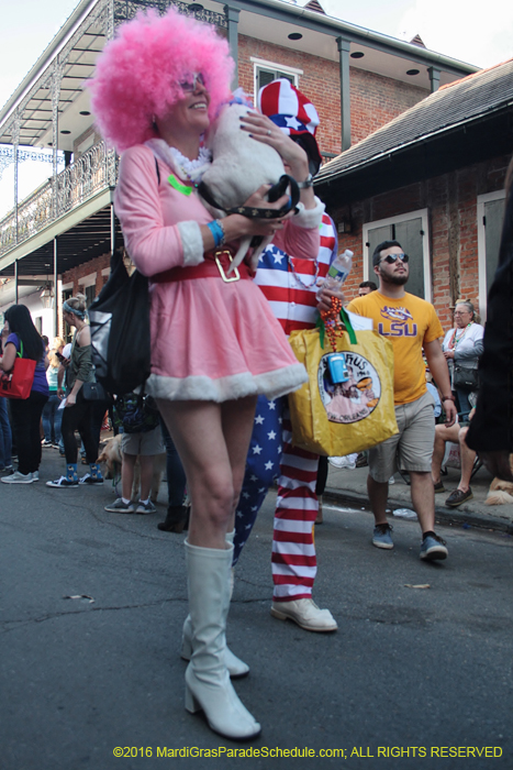 2016-Mystic-Krewe-of-Barkus-004736