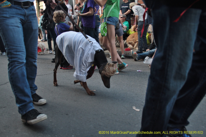 2016-Mystic-Krewe-of-Barkus-004792