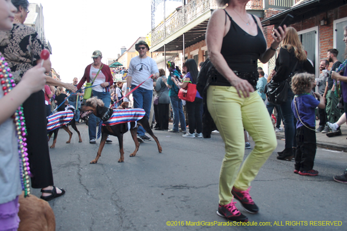 2016-Mystic-Krewe-of-Barkus-004793