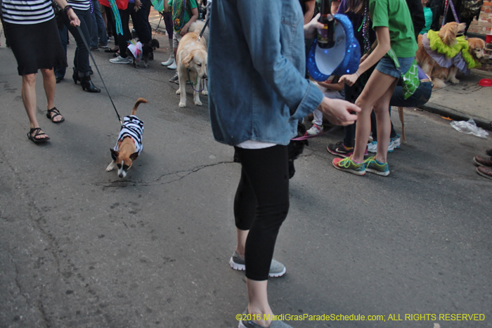 2016-Mystic-Krewe-of-Barkus-004809