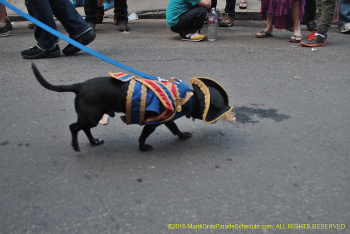 2016-Mystic-Krewe-of-Barkus-004817