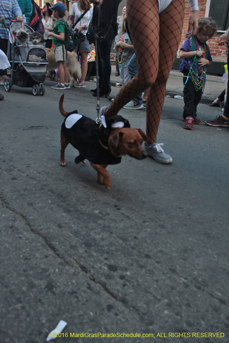 2016-Mystic-Krewe-of-Barkus-005022