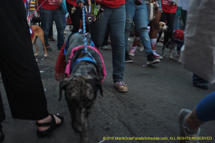2016-Mystic-Krewe-of-Barkus-005332