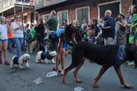 2016-Mystic-Krewe-of-Barkus-004616
