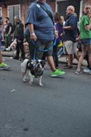 2016-Mystic-Krewe-of-Barkus-004660